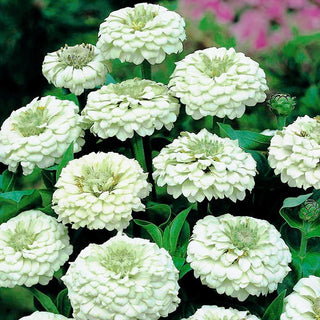 Zinnie - Liliput White Gem - Weißer Blickfang Für Bunte Beete - Zinnia elegans