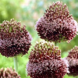 Zierlauch - Forelock - Allium - Einzigartige bordeauxrote Blüten