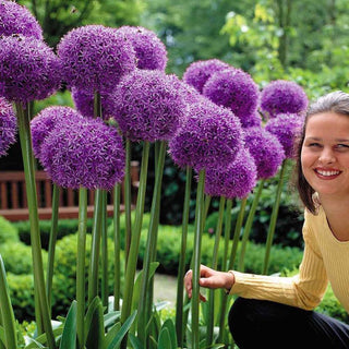 Zierlauch - Globemaster - Allium - Violette riesige Blüte