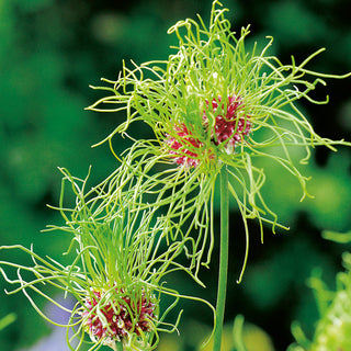 Zierlauch - Hair - Allium - Außergewöhnliche Pflanze für den Garten - 5 Blumenzwiebeln