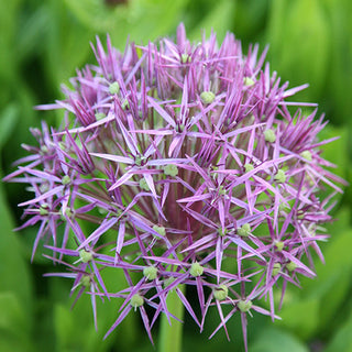 Sternkugellauch - Allium - Ideal für Trockenarrangements - 5 Blumenzwiebeln