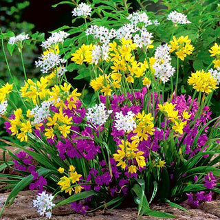 Zierlauch - Mix - Allium - Buntes Mosaik im Garten - 20 Blumenzwiebeln