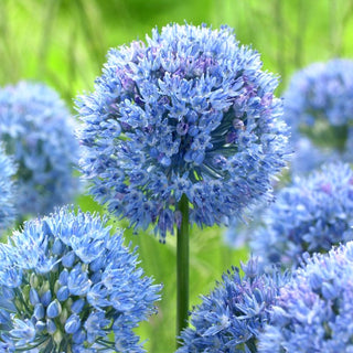Blaulauch - Allium - Einzigartiger blauer Akzent - 5 Blumenzwiebeln