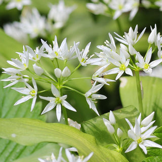 Bärlauch - Allium - Kulinarischer Hit, Zierde der Beete - 5 Blumenzwiebeln
