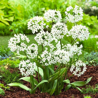 Neapel-Lauch - Cowanii - Allium - Zartes Weiß, Subtile Anmut - 20 Blumenzwiebeln