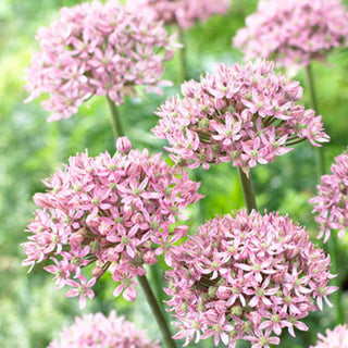 Zierlauch - Pink Jewel - Allium - Zarter Rosaton mit grünem Auge