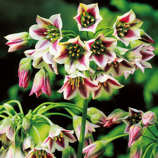 Sizilianischer Honiglauch - Allium - Pflegeleicht und Komfort - 5 Blumenzwiebeln