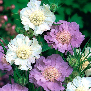 Kaukasus Skabiose - Mischung - Farbenpracht Den Ganzen Sommer - Scabiosa caucasica - Premium-Saatgut