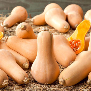 Kürbis - Waltham Butternut - Nussiges Aroma, Cremige Konsistenz