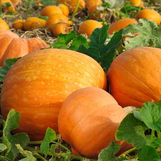 Pumpkin Bambino - Intense Colour, Fantastic Taste - Cucurbita maxima - Premium Seeds