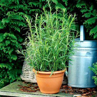 Tarragon - Intense Aroma, Easy to Grow, Excellent Spice - Artemisia dracunculus - Premium Seeds