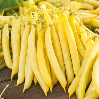 Dwarf Bean Korona - Unmatched Flavour, Record Productivity in 60 Days - Premium Seeds