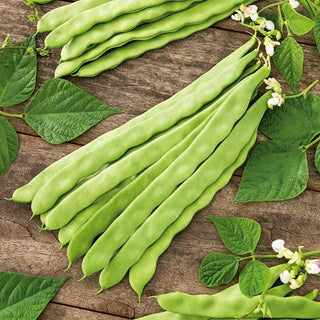 Climbing Bean Supermarconi - Intensely Green, Tasty Pods, Perfect for Freezing - Premium Seeds