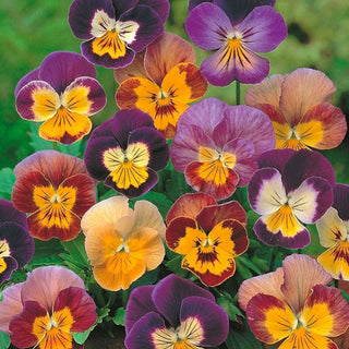 Hornveilchen - Bambini - Bunte Mischung Kompakter Blüten - Viola cornuta - Premium-Saatgut