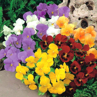 Hornveilchen - Mischung - Blüten In Pastellfarben - Viola cornuta - Premium-Saatgut