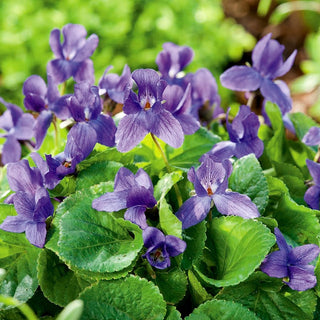Duftveilchen - Duftende Sorte, Perfekt Für Schattenplätze - Viola odorata - Premium-Saatgut