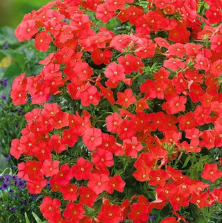 Sommer-Phlox - Rot - Für Sommerbeete In Rot - Phlox drummondii - Premium-Saatgut