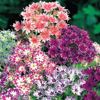 Sternphlox - Mischung - Besonders Dekorative Sternförmige Blüten - Phlox drummondii cuspidata - Premium-Saatgut