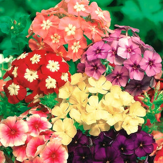 Einjährigen Phlox - Mischung - Sommerstar Für Beete - Phlox drummondii nana - Premium-Saatgut