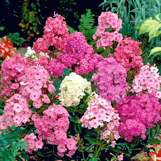 Stauden-Phlox - Mischung - Intensiver Blütenduft - Phlox paniculata - Premium-Saatgut