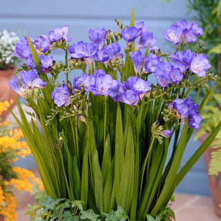 Freesie Einfach - Blau - Freesia - Lange und reiche Blüte - 10 Blumenzwiebeln
