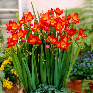 Freesie Einfach - Rot - Freesia - Wunderbar in Töpfen - 10 Blumenzwiebeln