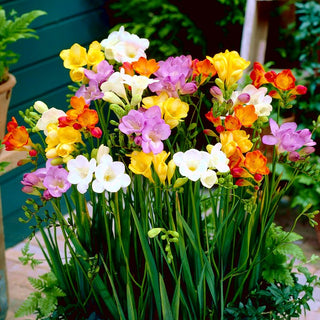 Freesie Einfach - Farbmischung - Freesia - Zarter Duft in der Luft - 10 Blumenzwiebeln