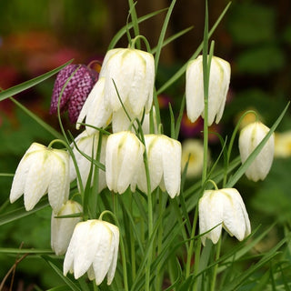 Gewöhnliche Schachblume - Weiß - Fritillaria - Harmonischer ruhiger Akzent - 5 Blumenzwiebeln