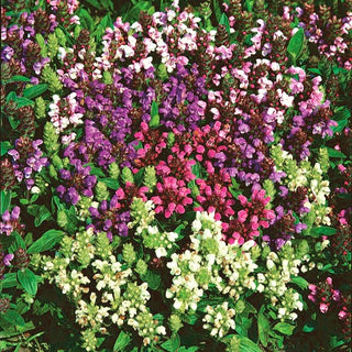 Großblütige Braunelle - Beliebt Bei Bienen Und Schmetterlingen - Prunella grandiflora - Premium-Saatgut