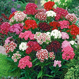 Bartnelke - Mischung - Bunte Zierde Für Klassische Beete - Dianthus barbatus