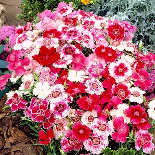 Chineser-Nelke - Baby Doll Mischung - Bunte Auswahl Chinesischer Nelken - Dianthus chinensis var. heddewigii