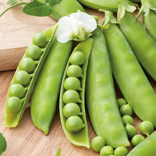 Sugar Pea Iłówiecki - Extremely Productive Variety, Perfect for Freezing - Pisum sativum - Premium Seeds