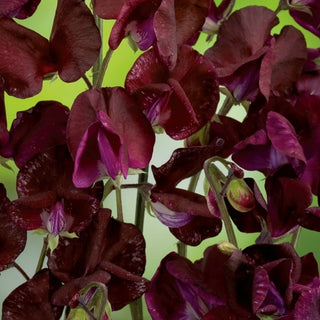 Edelwicke - Beaujolais - Wunderschöner Schmuck Für Pergola Und Laube - Lathyrus odoratus