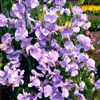 Edelwicke - Countess Cadogan - Blüten In Zartem, Kühlen Farbton - Lathyrus odoratus