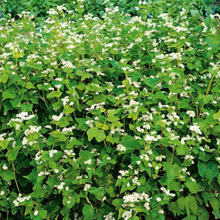 Echter Buchweizen - Hervorragende Gründüngung und Bienenweide - Fagopyrum esculentum - Großpackung - 1 kg