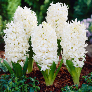 Hyazinthe - Carnegie - Hyacinthus - Elegante Arrangements - 3 Blumenzwiebeln