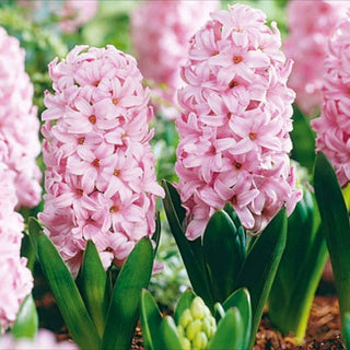 Hyazinthe - Fondant - Hyacinthus - Einzigartiger zarter Rosaton - 3 Blumenzwiebeln