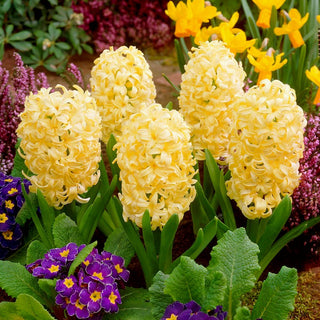 Hyazinthe - City of Haarlem - Hyacinthus - Ideal für Frühlingssträuße - 3 Blumenzwiebeln