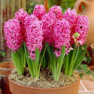 Hyazinthe - Pink Pearl - Hyacinthus - Ideal für Beet und Topf - 3 Blumenzwiebeln
