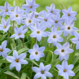 Sternblume - Uniflorum - Ipheion - Weißer Kontrast für bunte Beete - 10 Blumenzwiebeln