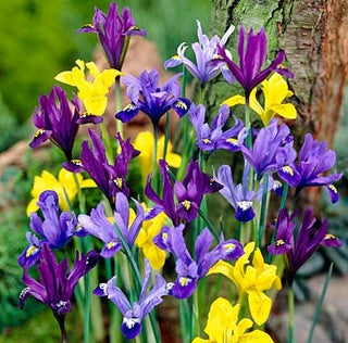 Netzblatt-Schwertlilie - Mischung - Iris - Bunte Frühlingsmischung - 10 Blumenzwiebeln