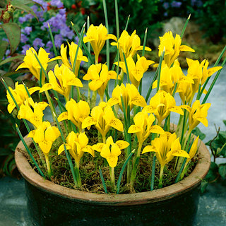 Danford-Schwertlilie - Danforda - Iris - Sonniger Frühlingsbote - 10 Blumenzwiebeln