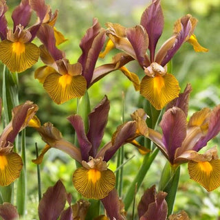 Holländische Iris - Lion King - Iris - Auffällige originelle Farbe - 10 Blumenzwiebeln