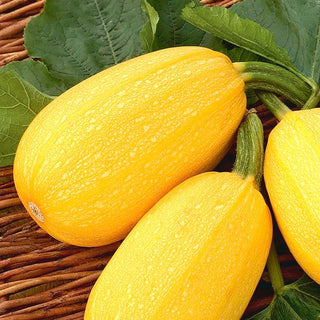 Zucchini Złoty Cepelin - Feiner Geschmack, Hoher Ertrag - Cucurbita pepo - 100 g