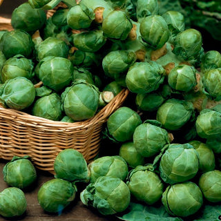 Rosenkohl - Groninger - Ideal Zum Kochen Und Einfrieren