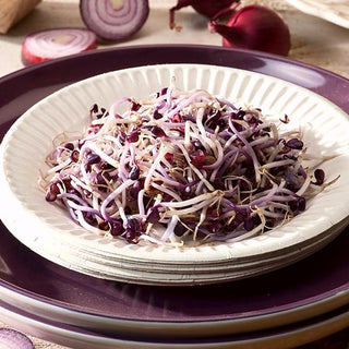 Keimsprossen - Rotkraut - Würziger Geschmack, Dekorative Sprossen - Premium-Saatgut