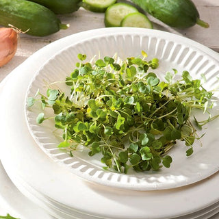 Rocket - Sprouting Seeds - Spicy Flavour, Fast-Growing, Easy to Grow - Eruca sativa - Premium Seeds