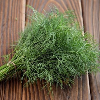 BIO Dill - 100% biologisch, intensives Aroma