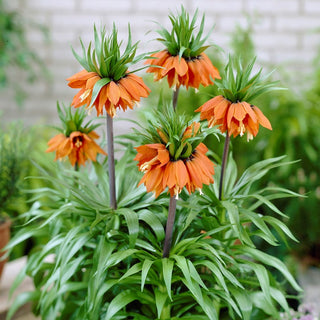 Garten-Kaiserkrone - William Rex - Fritillaria - Auffälliger Akzent im Beet