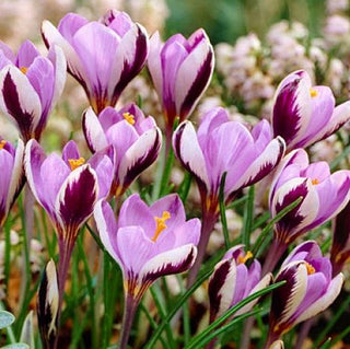 Krokus - Minimus - Crocus - Hebt sich durch zarten Ton hervor - 10 Blumenzwiebeln